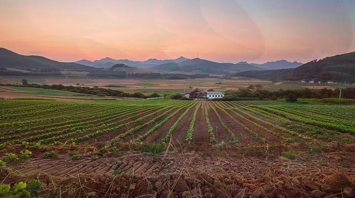 개인회생 vs 파산